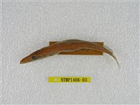 藏品(日本金梭魚)的圖片